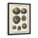 Conchas De Mar Iv - Denis Diderot | Cuadro decorativo de Canvas Lab