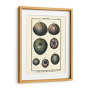 Conchas De Mar Iv - Denis Diderot | Cuadro decorativo de Canvas Lab