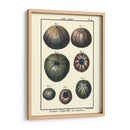 Conchas De Mar Iv - Denis Diderot | Cuadro decorativo de Canvas Lab