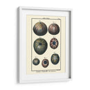 Conchas De Mar Iv - Denis Diderot | Cuadro decorativo de Canvas Lab