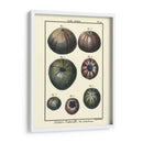 Conchas De Mar Iv - Denis Diderot | Cuadro decorativo de Canvas Lab