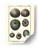 Conchas De Mar Iv - Denis Diderot | Cuadro decorativo de Canvas Lab