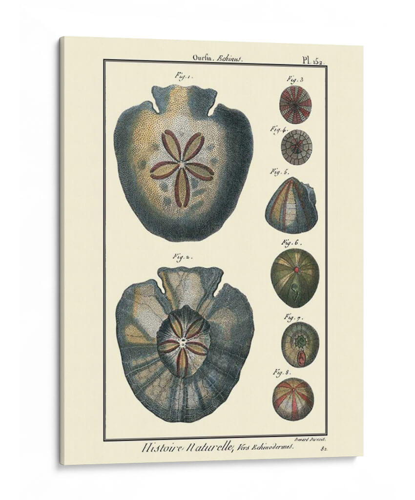 Conchas De Mar V - Denis Diderot | Cuadro decorativo de Canvas Lab