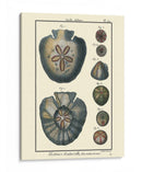 Conchas De Mar V - Denis Diderot | Cuadro decorativo de Canvas Lab