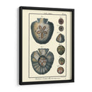 Conchas De Mar V - Denis Diderot | Cuadro decorativo de Canvas Lab