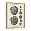 Conchas De Mar V - Denis Diderot | Cuadro decorativo de Canvas Lab