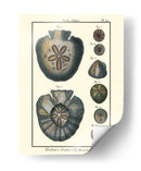 Conchas De Mar V - Denis Diderot | Cuadro decorativo de Canvas Lab