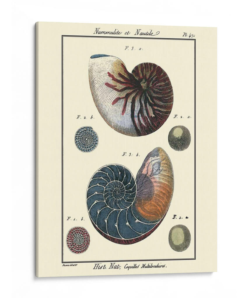 Conchas De Mar Vi - Denis Diderot | Cuadro decorativo de Canvas Lab