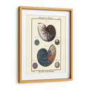 Conchas De Mar Vi - Denis Diderot | Cuadro decorativo de Canvas Lab