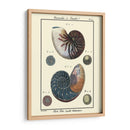 Conchas De Mar Vi - Denis Diderot | Cuadro decorativo de Canvas Lab