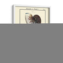 Conchas De Mar Vi - Denis Diderot | Cuadro decorativo de Canvas Lab
