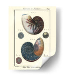 Conchas De Mar Vi - Denis Diderot | Cuadro decorativo de Canvas Lab