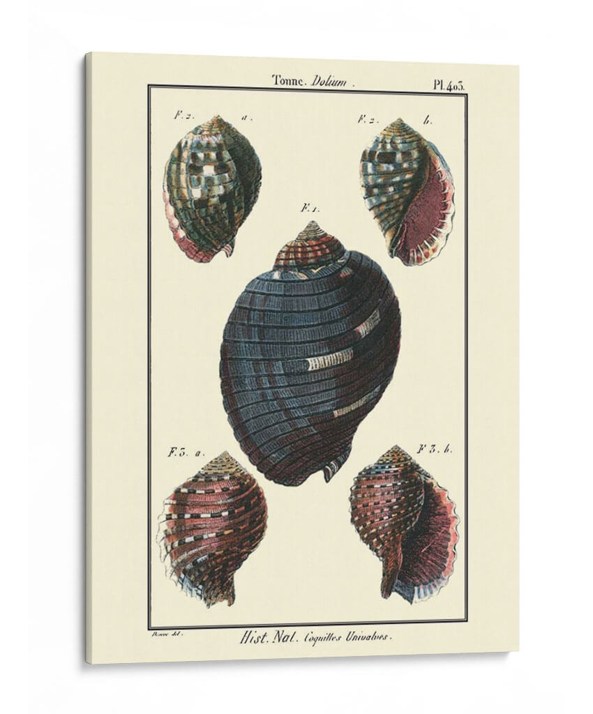 Conchas De Mar Vii - Denis Diderot | Cuadro decorativo de Canvas Lab