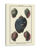 Conchas De Mar Vii - Denis Diderot | Cuadro decorativo de Canvas Lab