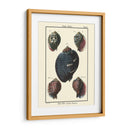 Conchas De Mar Vii - Denis Diderot | Cuadro decorativo de Canvas Lab