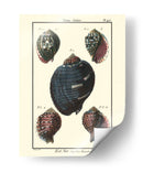 Conchas De Mar Vii - Denis Diderot | Cuadro decorativo de Canvas Lab