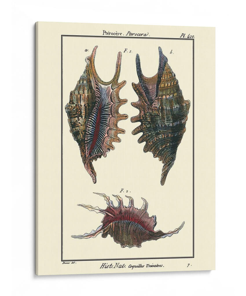 Conchas De Mar Viii - Denis Diderot | Cuadro decorativo de Canvas Lab
