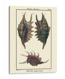 Conchas De Mar Viii - Denis Diderot | Cuadro decorativo de Canvas Lab