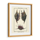 Conchas De Mar Viii - Denis Diderot | Cuadro decorativo de Canvas Lab