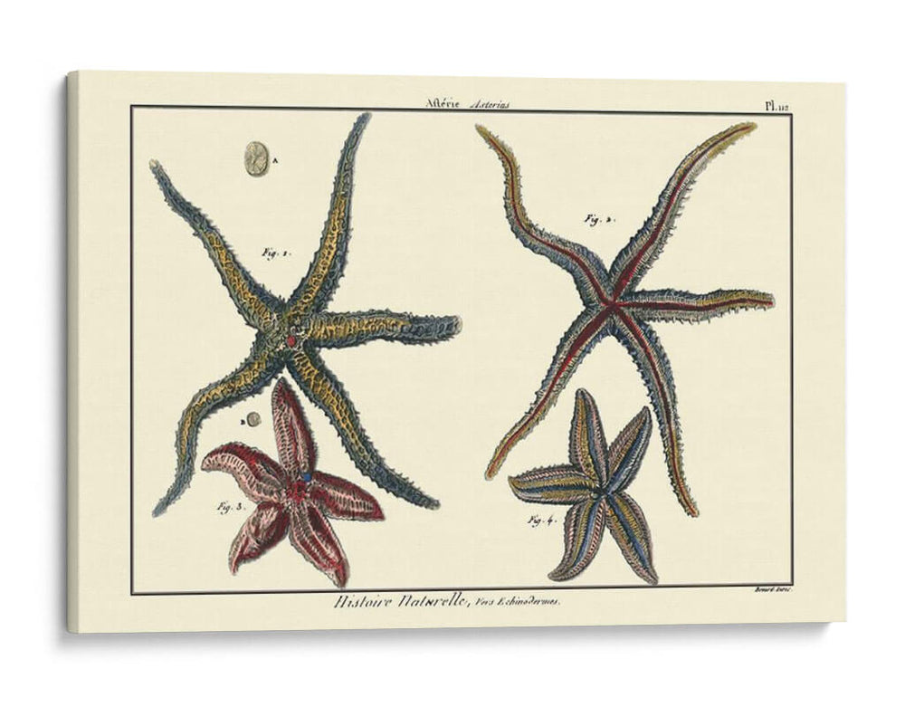 Conchas De Mar Ix - Denis Diderot | Cuadro decorativo de Canvas Lab
