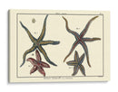 Conchas De Mar Ix - Denis Diderot | Cuadro decorativo de Canvas Lab