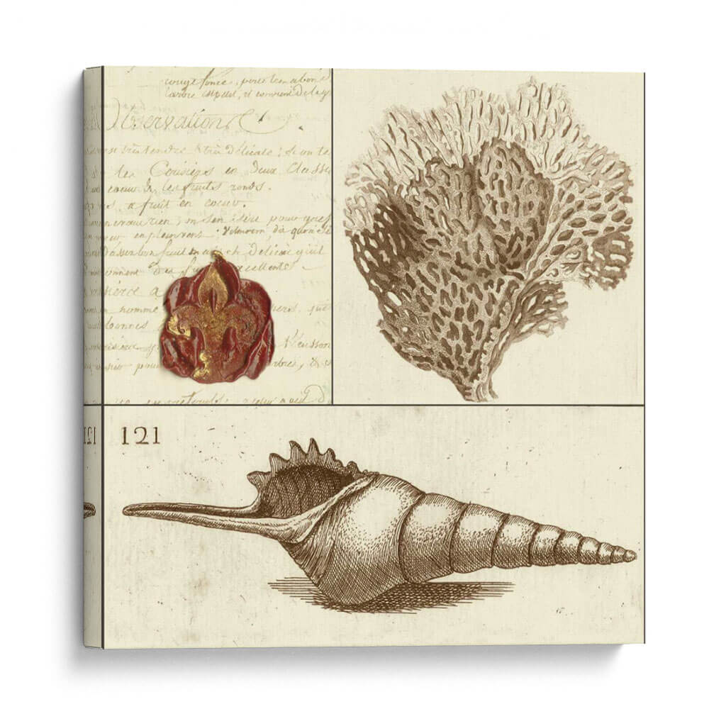 Clasificación De Shell Iv - Vision Studio | Cuadro decorativo de Canvas Lab
