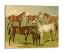 Razas De Caballos I - Emil Volkers | Cuadro decorativo de Canvas Lab