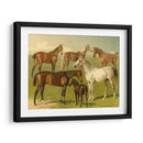 Razas De Caballos I - Emil Volkers | Cuadro decorativo de Canvas Lab