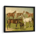 Razas De Caballos I - Emil Volkers | Cuadro decorativo de Canvas Lab