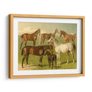 Razas De Caballos I - Emil Volkers | Cuadro decorativo de Canvas Lab