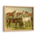 Razas De Caballos I - Emil Volkers | Cuadro decorativo de Canvas Lab