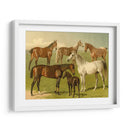 Razas De Caballos I - Emil Volkers | Cuadro decorativo de Canvas Lab