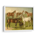 Razas De Caballos I - Emil Volkers | Cuadro decorativo de Canvas Lab