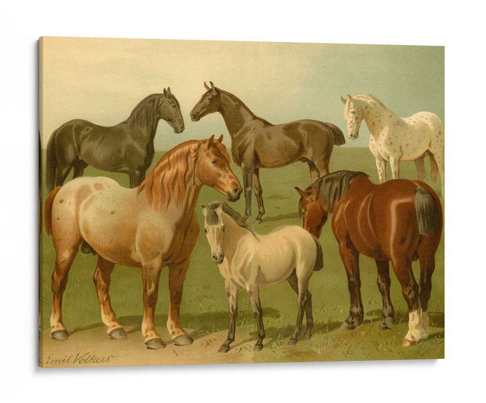 Razas De Caballos Ii - Emil Volkers | Cuadro decorativo de Canvas Lab