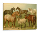 Razas De Caballos Ii - Emil Volkers | Cuadro decorativo de Canvas Lab