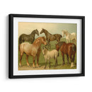 Razas De Caballos Ii - Emil Volkers | Cuadro decorativo de Canvas Lab