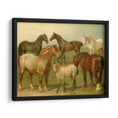 Razas De Caballos Ii - Emil Volkers | Cuadro decorativo de Canvas Lab