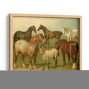 Razas De Caballos Ii - Emil Volkers | Cuadro decorativo de Canvas Lab