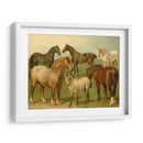 Razas De Caballos Ii - Emil Volkers | Cuadro decorativo de Canvas Lab