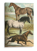 Johnsons Horse Greas I - Henry J. Johnson | Cuadro decorativo de Canvas Lab
