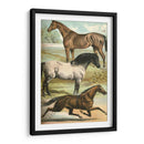 Johnsons Horse Greas I - Henry J. Johnson | Cuadro decorativo de Canvas Lab