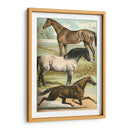 Johnsons Horse Greas I - Henry J. Johnson | Cuadro decorativo de Canvas Lab