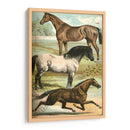 Johnsons Horse Greas I - Henry J. Johnson | Cuadro decorativo de Canvas Lab