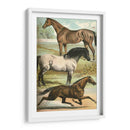 Johnsons Horse Greas I - Henry J. Johnson | Cuadro decorativo de Canvas Lab