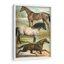 Johnsons Horse Greas I - Henry J. Johnson | Cuadro decorativo de Canvas Lab