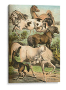 Johnsons Horse Greas Ii - Henry J. Johnson | Cuadro decorativo de Canvas Lab