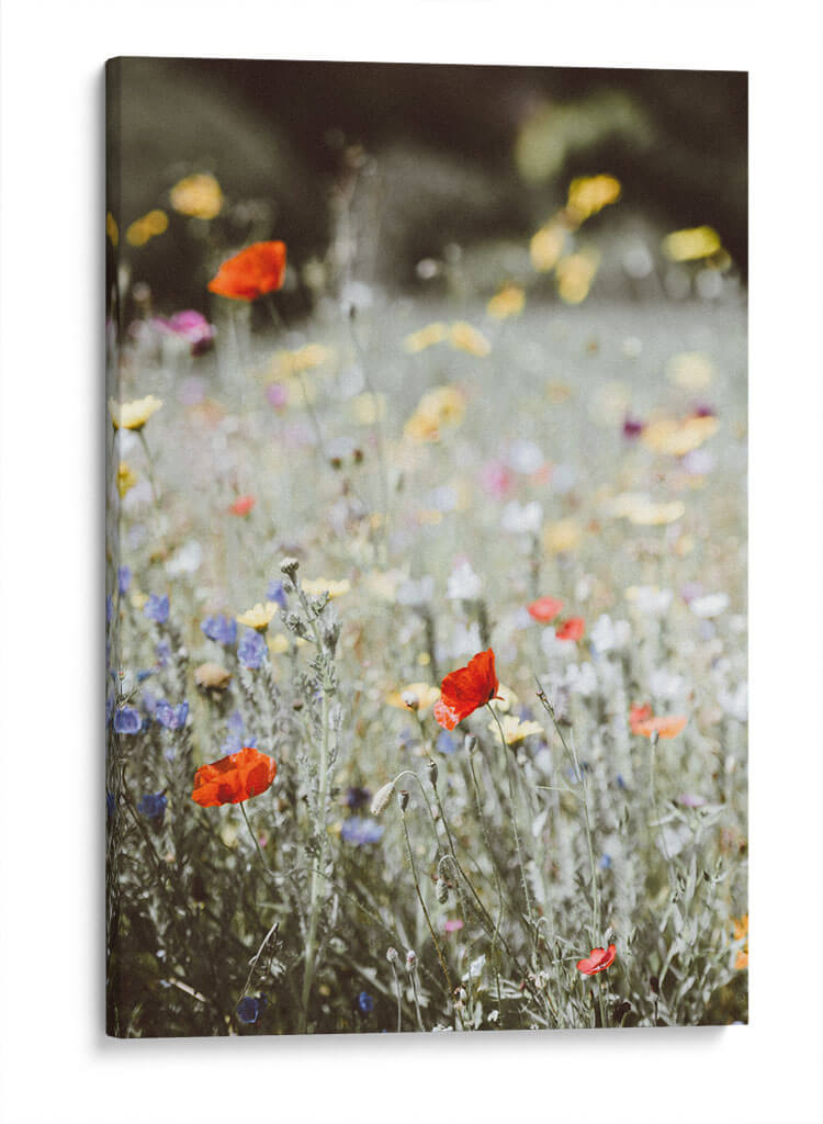 Amapolas silvestres | Cuadro decorativo de Canvas Lab