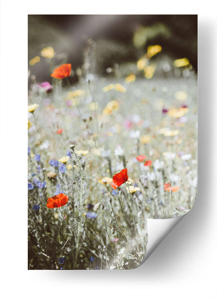 Amapolas silvestres | Cuadro decorativo de Canvas Lab