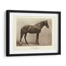Nunthorpe - Clarence Hailey | Cuadro decorativo de Canvas Lab
