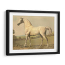 Cassells Pura Sangre Ii - Cassel | Cuadro decorativo de Canvas Lab